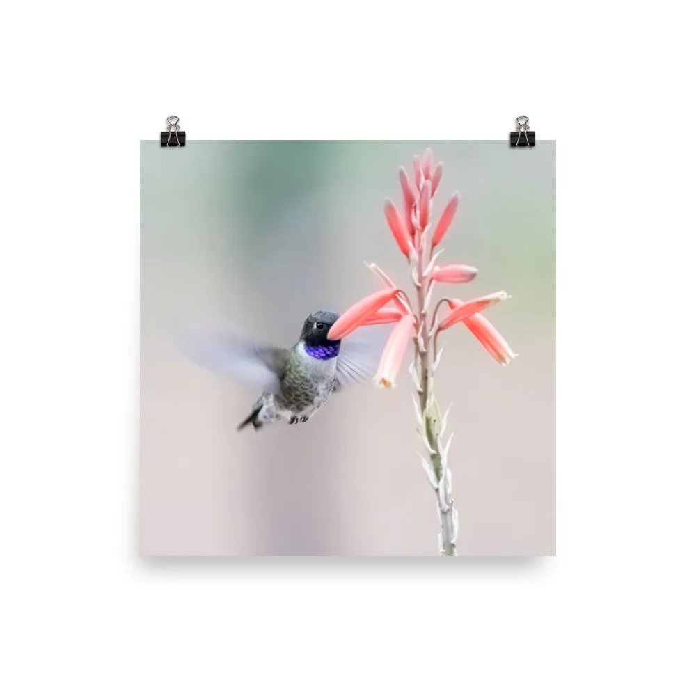 Black-chinned Hummingbird male at flowers - print