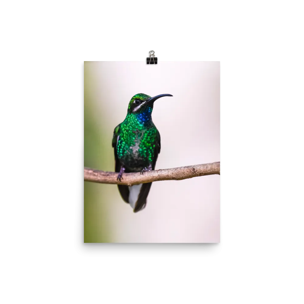 Blue-Chinned Sapphire - print