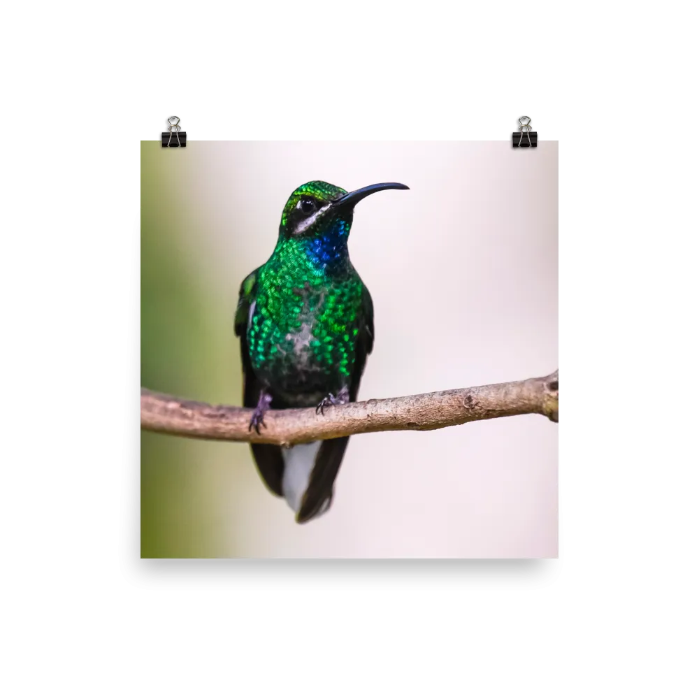 Blue-Chinned Sapphire - print