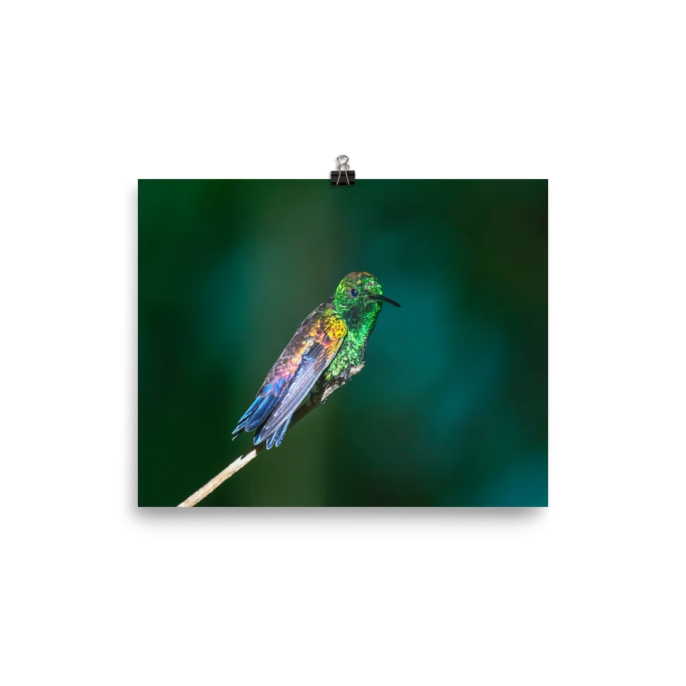 Copper-rumped Hummingbird in the sun - print