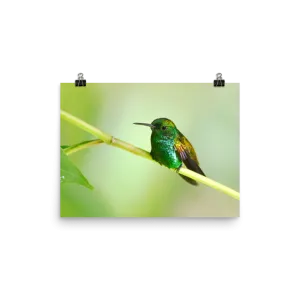 Copper-rumped Hummingbird - print