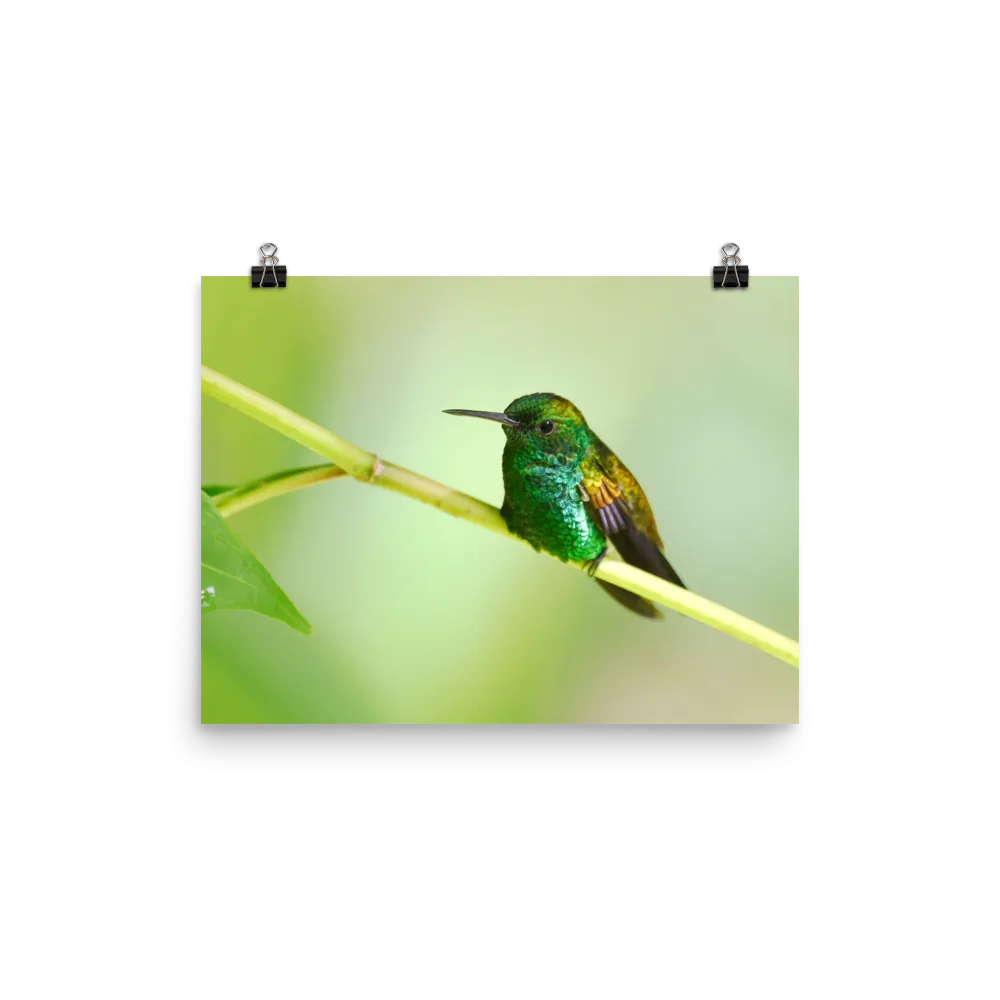 Copper-rumped Hummingbird - print