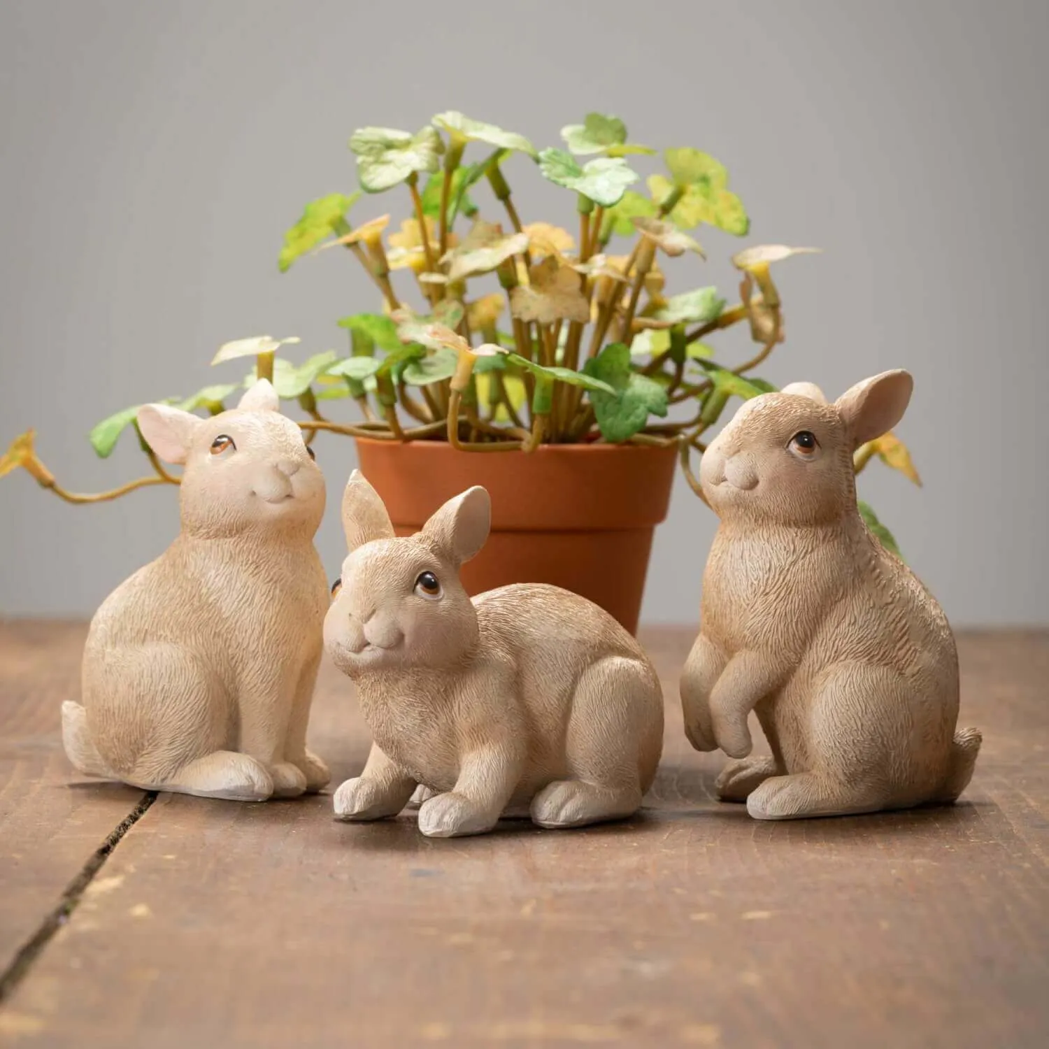 Cute Little Bunnies
