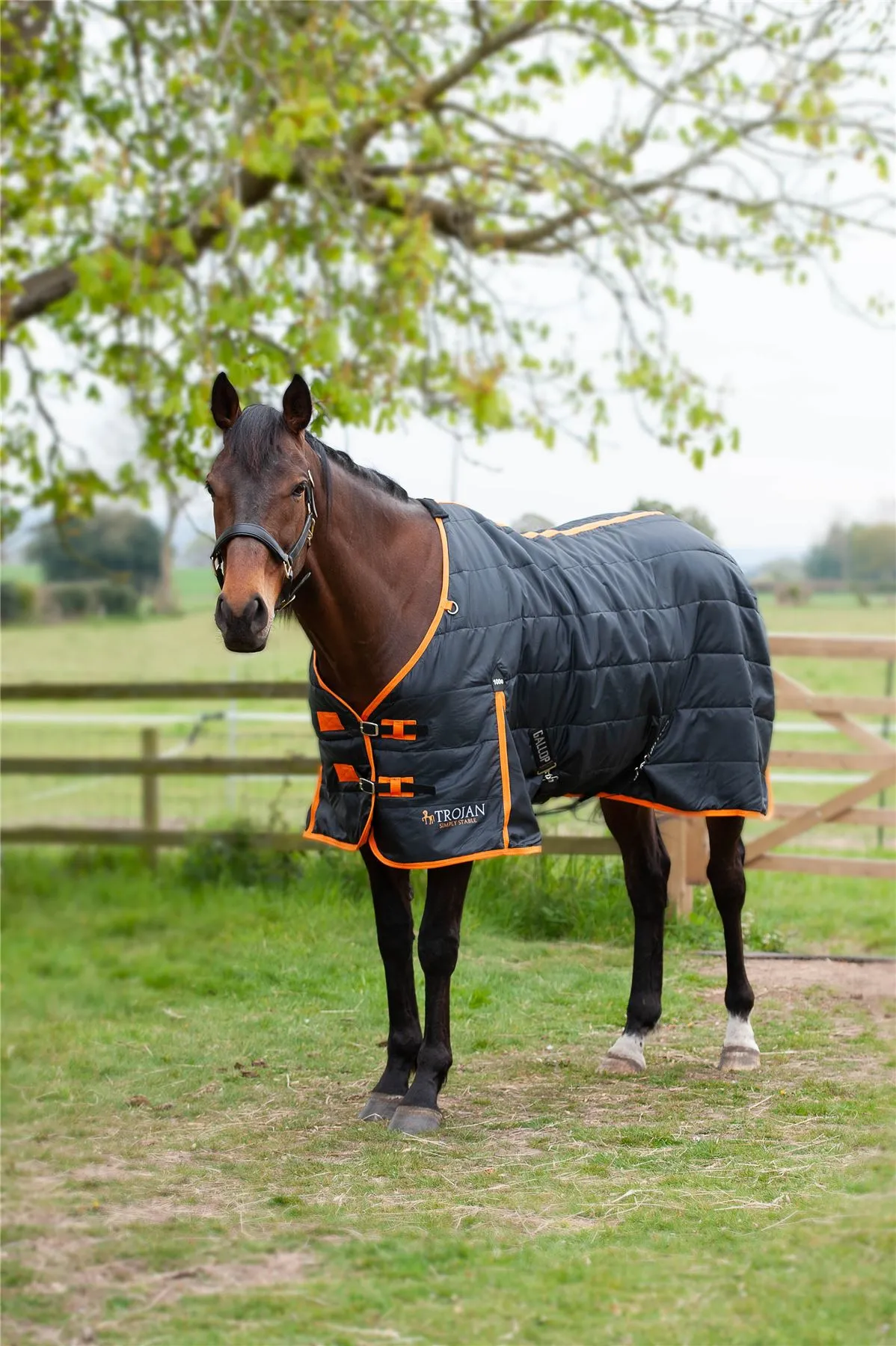 Gallop Equestrian Trojan 100 Stable