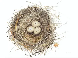 Nest Quaquail