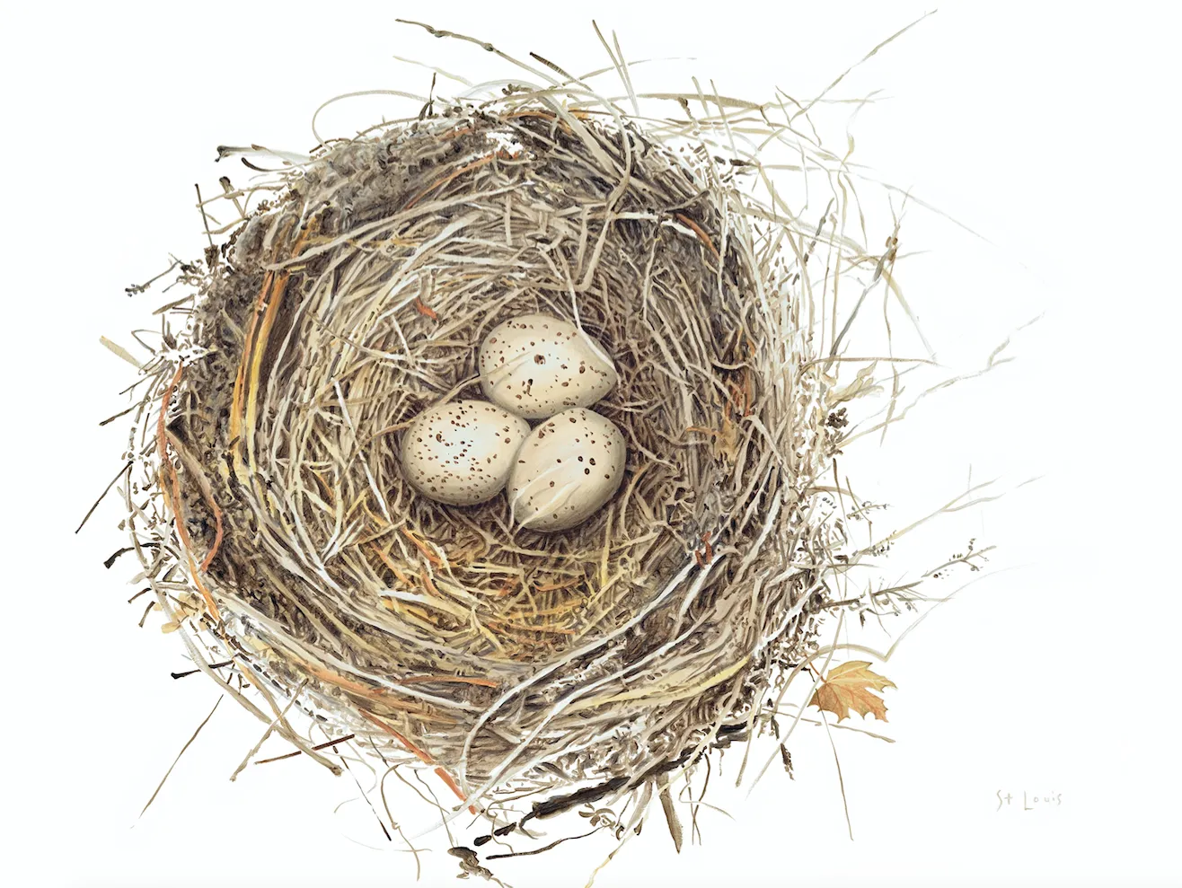 Nest Quaquail