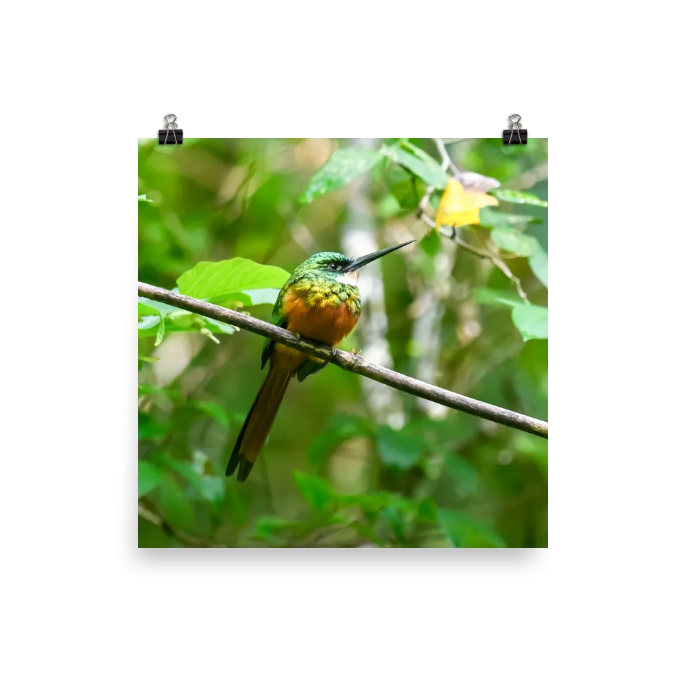 Rufous-tailed Jacamar2 - print