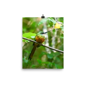 Rufous-tailed Jacamar2 - print