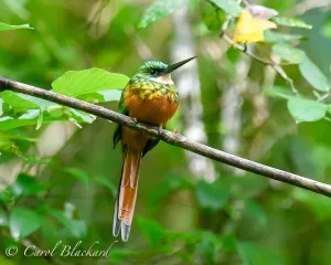 Rufous-tailed Jacamar