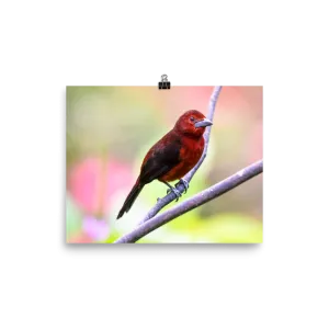 Silver-beaked Tanager, female - print