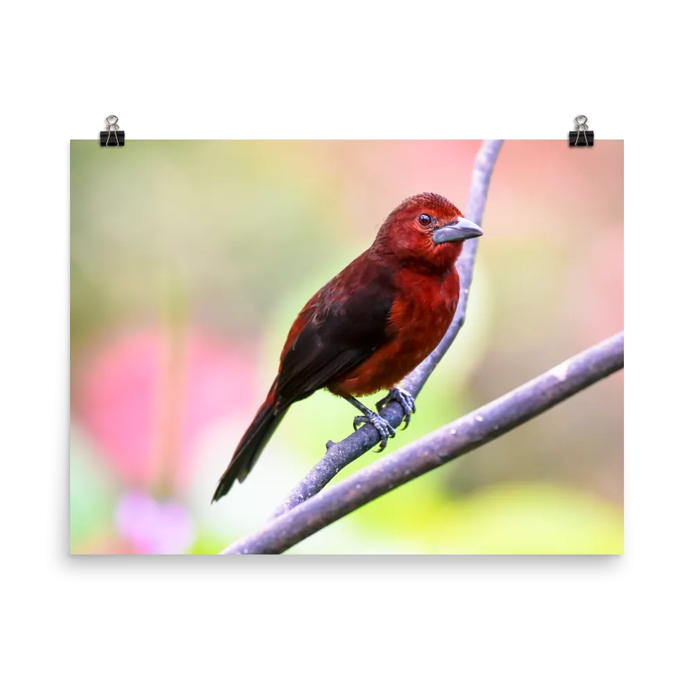 Silver-beaked Tanager, female - print