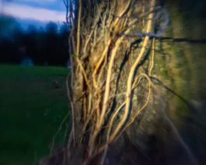There Is A Light - Vines Photo Print