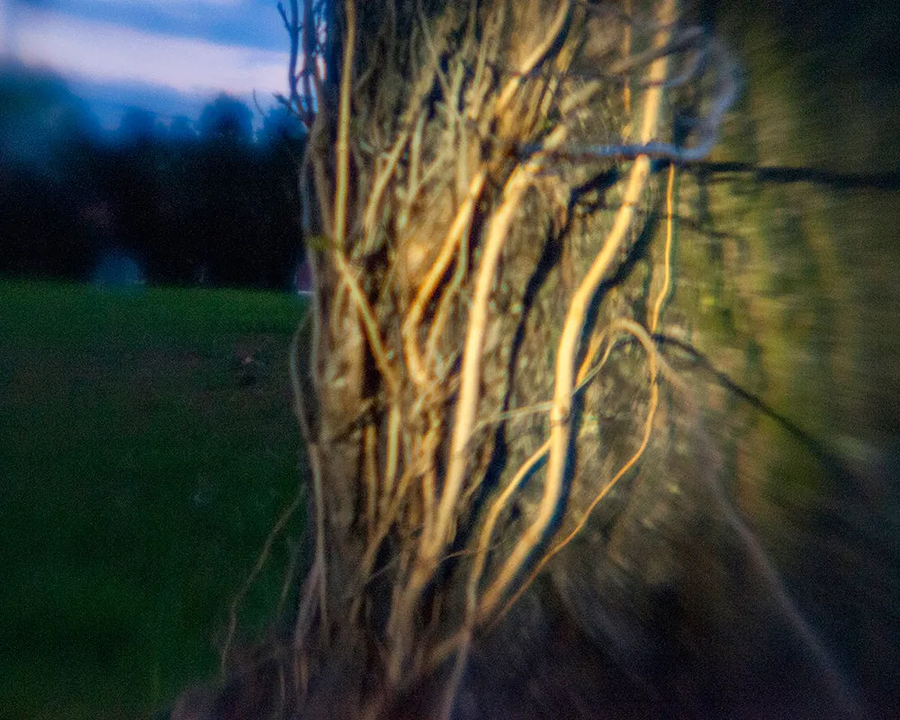There Is A Light - Vines Photo Print