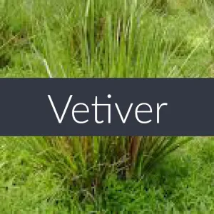 Vetiver Essential Oil