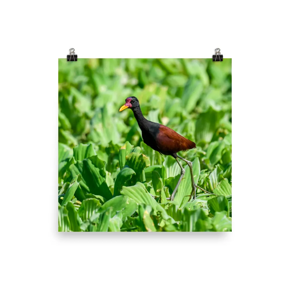 Wattled Jacana - print