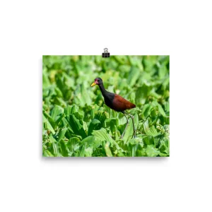 Wattled Jacana - print